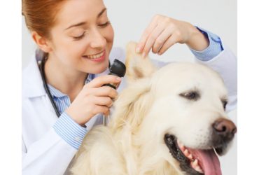 L’Importanza della Cura Veterinaria